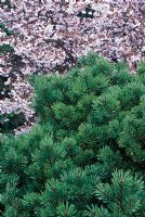Pinus sylvestris 'Beuvronensis' and Prunus incisa 'Kojo No Mai'