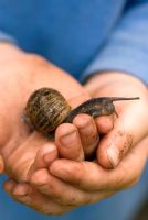Young Boy holding a snail