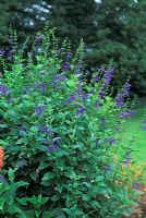 Salvia guarantica 'Blue Enigma'
