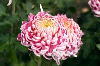 Chrysanthemum 'Margaret Riley'