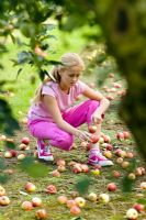 Girl collecting windfall apples - Malus 'Worcester Pearmain'