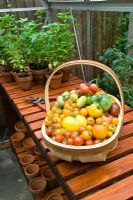 Tomatoes in a trug on bench inside greenhouse