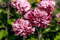 Chrysanthemum 'Barnardo's Hope'