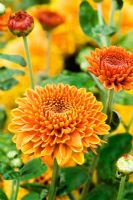 Chrysanthemum 'Mancetta Pippin'