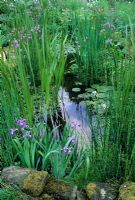 Pond with irises and marginal planting giving way to boggy pondside