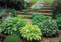 Planted terrace beneath wide steps with four varieties of Hosta and Alchemilla also Fuchsia in planter - Brook Cottage, Alkerton, Oxon