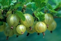 Ribes grossularia - Gooseberries