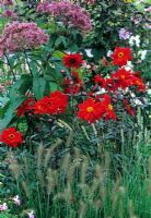 Late summer border of Dahlia 'Bishop of Llandaff', Pennisetum villosum and Eupatorium purpurea - Harvey's Garden Plants, Suffolk