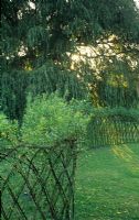 Living willow boundary - Barnards Farm, Essex