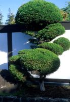 Japanese style garden with cloud pruning of conifer - California USA.
