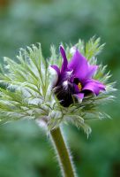 Pulsatilla vulgaris bud opening - Pasque flower
