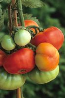 Lycopersicon esculentum  - Tomato 'Costoluto Fiorentino'