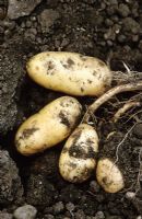Solanum tuberosum - Potato 'Belle de Fontenay'