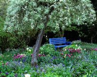 Blue bench under pear tree underplanted with tulips