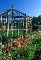 Lathyrus odoratus trained up supports infront of rustic wooden fruit cage - The Walled Garden, Houghton Hall, Norfolk