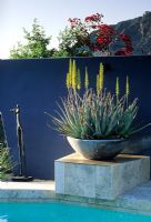 Swimming pool with painted blue wall - Concrete planter and views of the mountains - The Kotoske Garden, Phoenix, Arizona