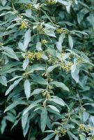 Elaeagnus angustifolia 'Quicksilver'

