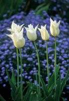 Tulipa 'White Triumphator' in sea of Forget-me-not 


