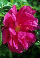 Rosa 'Roserie de la Hay' 