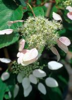 Schizophragma hydrangeoides - Deciduous slightly fragrant woody stemmed climber native to Japan