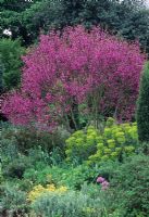 Cercis silliquastrum with pink blossom in border with Euphorbia characias - Beth Chatto, Essex