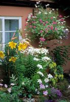 Lilium, Pelargonium and Brachyscome in containers beside cottage wall - Hanging basket planted with Marguerites, Lobelia and Verbena behind - The Vine, Essex