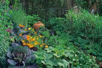 Cabbage, Escholzia and Sweet Peas in border with terracotta pot used as focal point