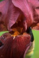 Bearded Iris
