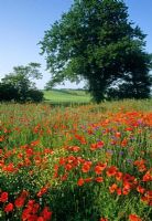 Traditional wild flower meadow with Papaver rhoeas - Suffolk Country Park