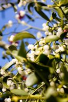 Viscum album - Mistletoe growing on Sorbus 'Pagoda Red'
