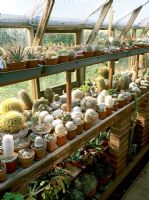 Greenhouse with cacti and succulent collection