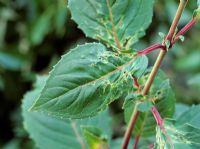 Fuchsia leaves damaged by capsid bugs