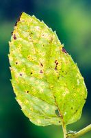 Puccinia menthae - Mint rust on Mentha spicata with orange pustules and associated chlorosis
