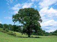 Quercus robur - English Oak 