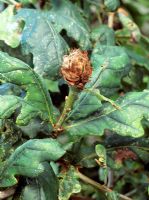 Andriscus fecundator - Oak Artichoke gall caused by a gall wasp  