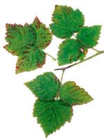 Elsinoe veneta - Raspberry cane and leaf spot - symptoms on Loganberry leaves 


