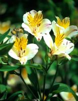 Alstroemeria 'Friendship' - Peruvian lily