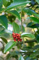 Ilex x 'Koehneana' - Chestnut leaved Holly with berries
