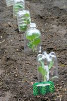 Plastic bottles recycled as mini cloches
