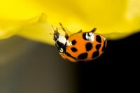 Harlequin ladybird - Recent arrival to the UK