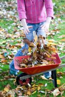 Girl (7 year old child)  with autumn leaves, from a cherry (Prunus) trees, in a child's wheelbarrow in early November