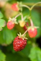 Alpine Strawberries - Fragaria vesca 'Semperflorens' (alpina) 