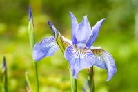 Iris siberica - Siberian Iris flowering in June 