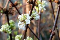 Viburnum farreri 'Candidissimum' flowering in March  
