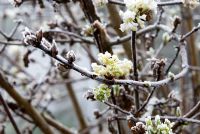 Viburnum farreri 'Candidissimum' with frost in March 