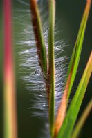 Themeda japonica - Kangaroo Grass