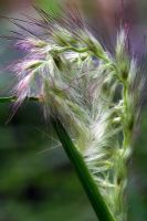 Pennisetum 'Tall Tails' with emerging flower