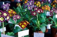National Auricula and Primula Society Show