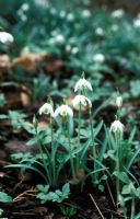 Galanthus nivalis 'Flore Pleno' - Snowdrops