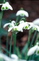 Galanthus Greatorex - Double Snowdrops